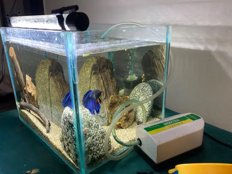 Aquarium setup with betta ember tetras and shrimps — photo 3