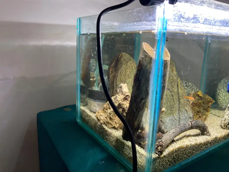 Aquarium setup with betta ember tetras and shrimps — photo 4