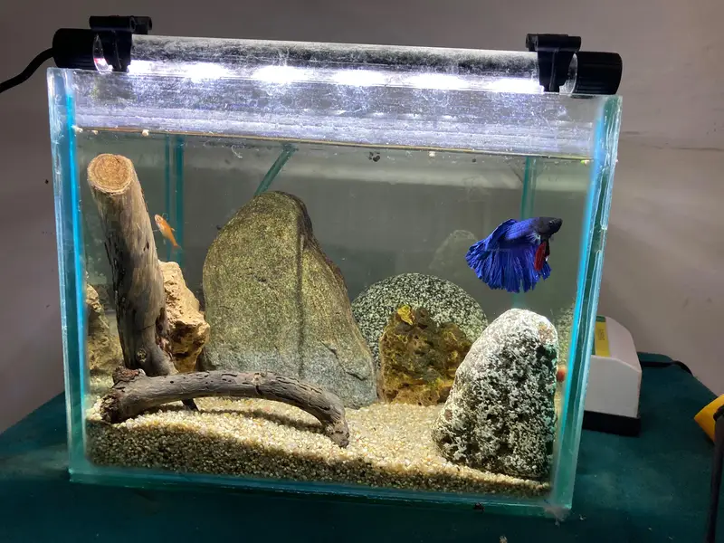 Aquarium setup with betta ember tetras and shrimps — photo 5