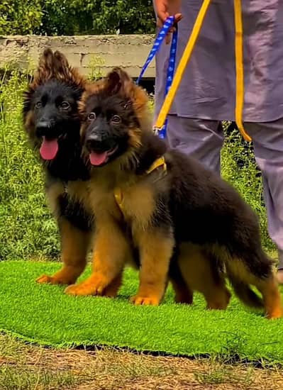 German Shepherd breed for sale mor WhatsApp0349/26/36/275