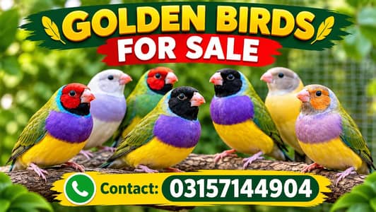 Golden birds for sale