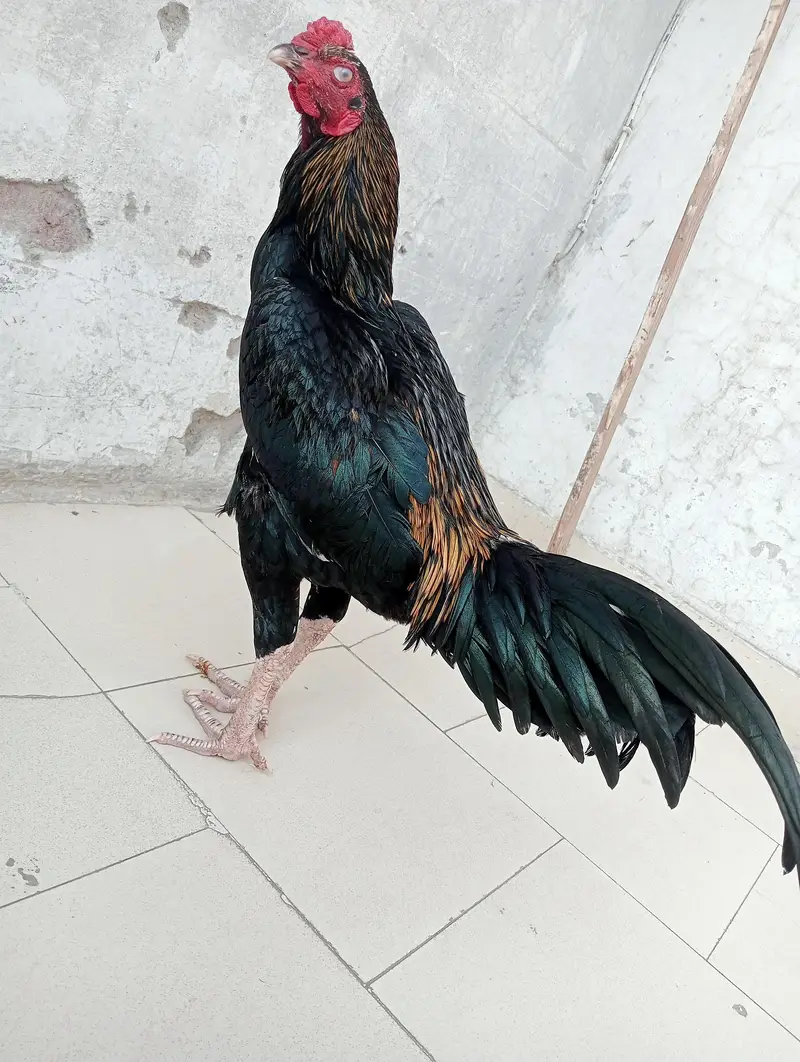 aseel murga — photo 3