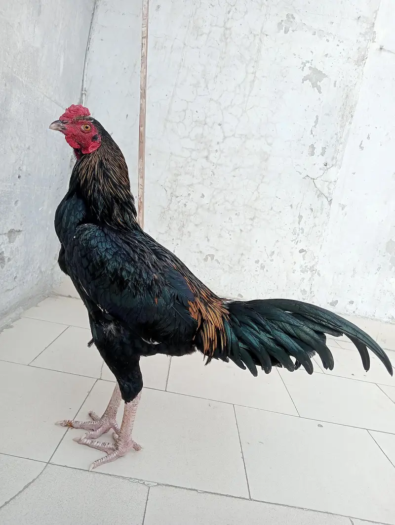aseel murga — photo 4