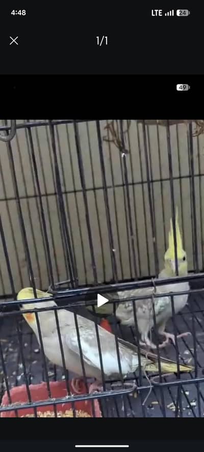 Cocktail pair for sale