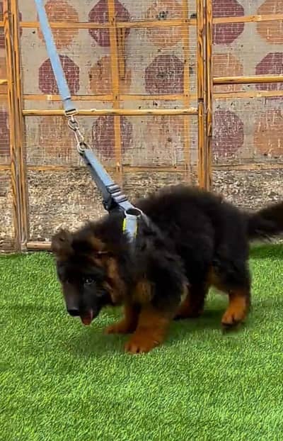 German Shepherd breed for sale mor WhatsApp0349/26/36/275