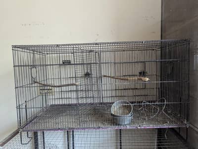 Birds Cage