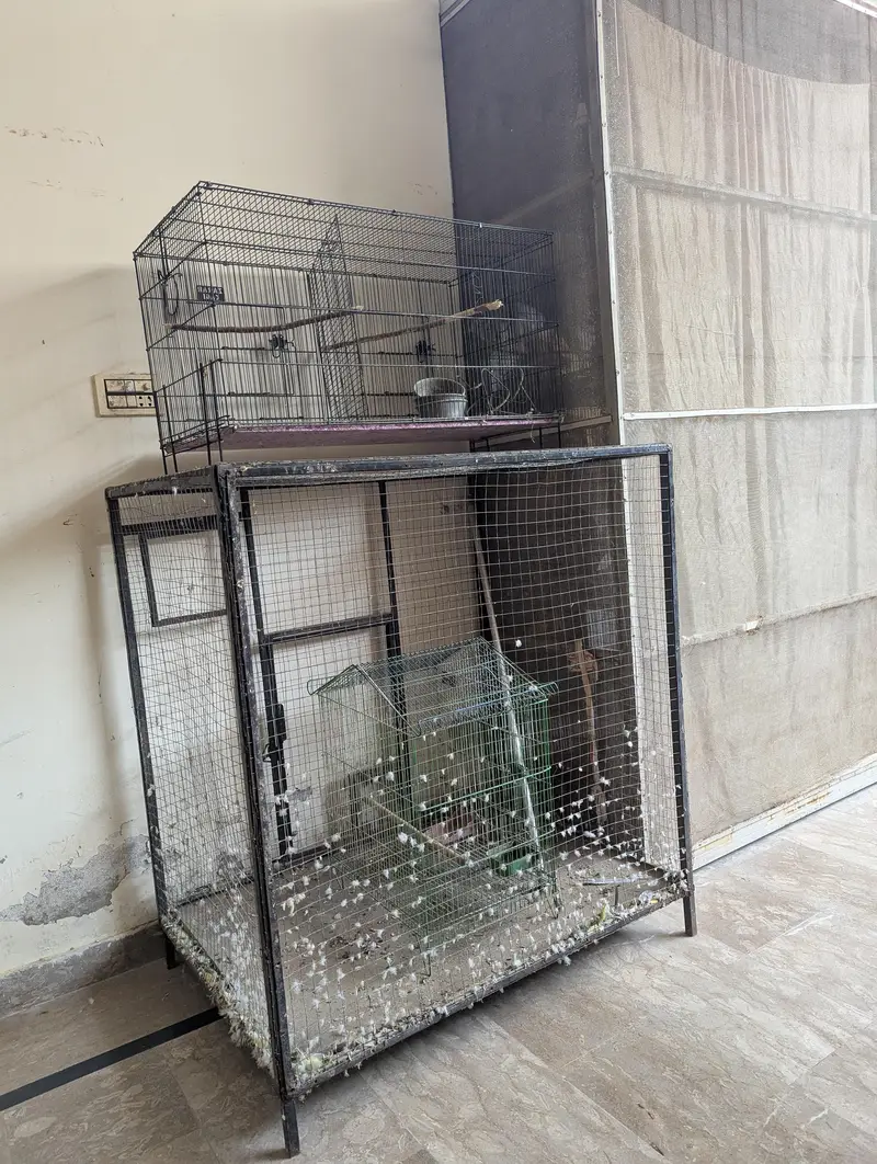 Birds Cage — photo 2