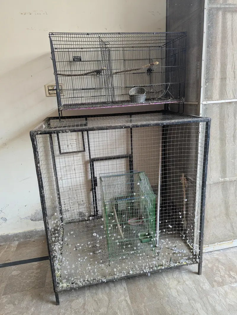 Birds Cage — photo 3