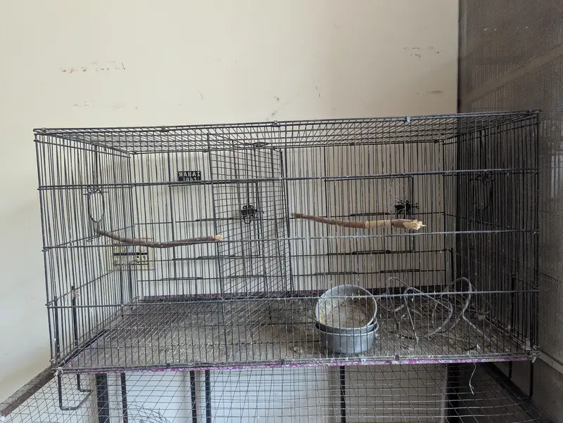 Birds Cage — photo 4