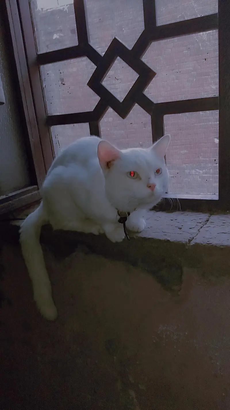 خوبصورت فینسی فی میل بلی فروخت کے لیے — photo 2