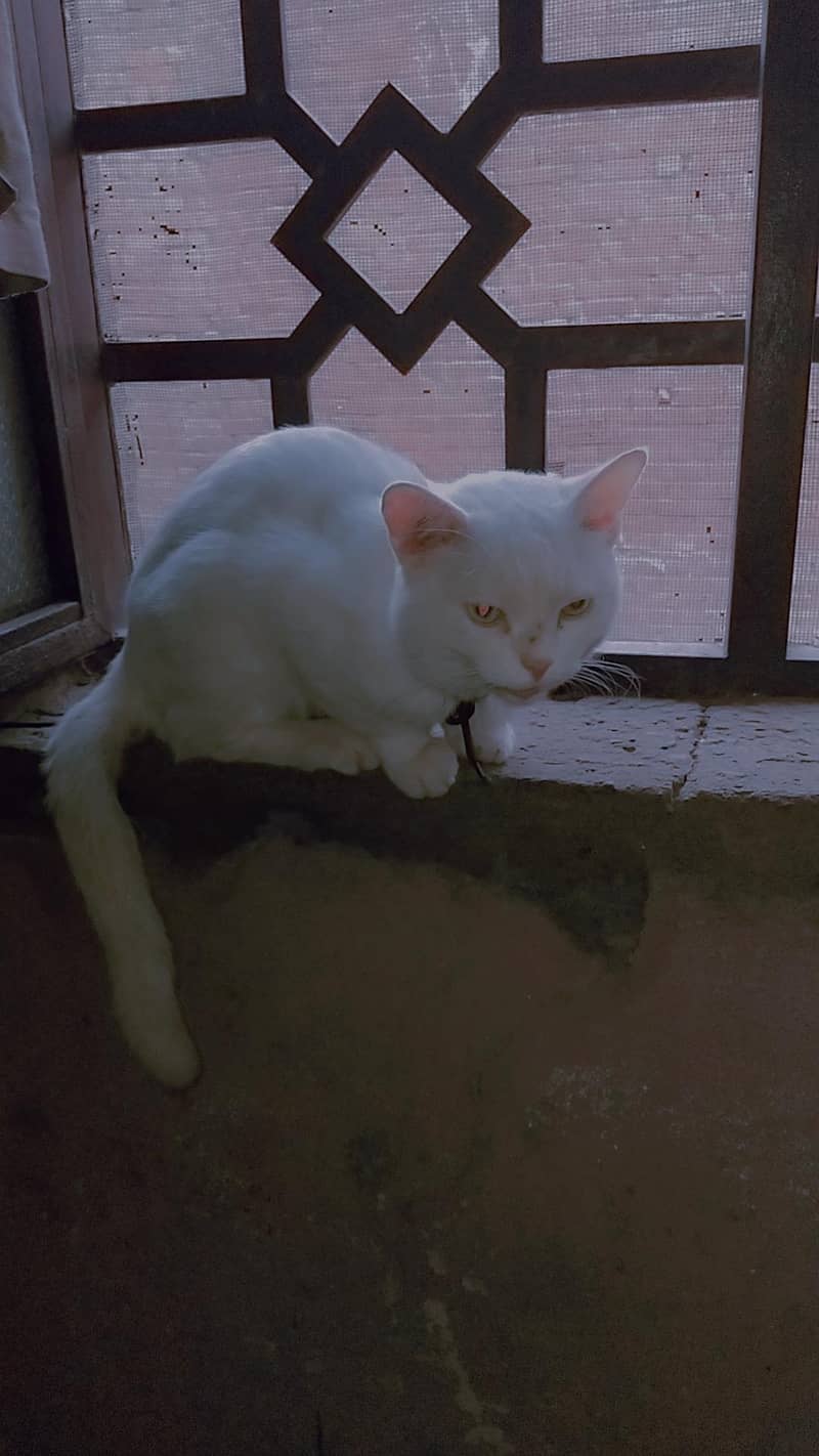 خوبصورت فینسی فی میل بلی فروخت کے لیے 2