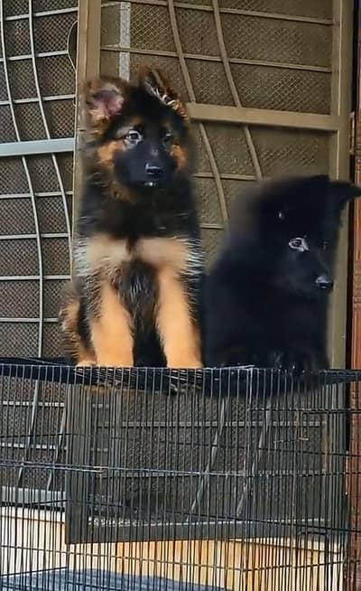 German Shepherd breed for sale mor WhatsApp0349/26/36/275
