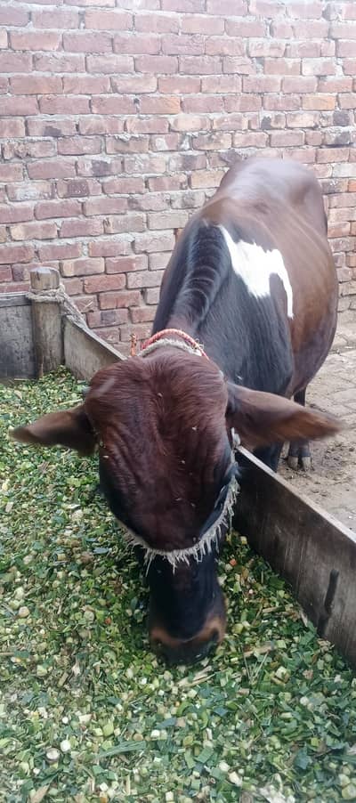 bachra for sale