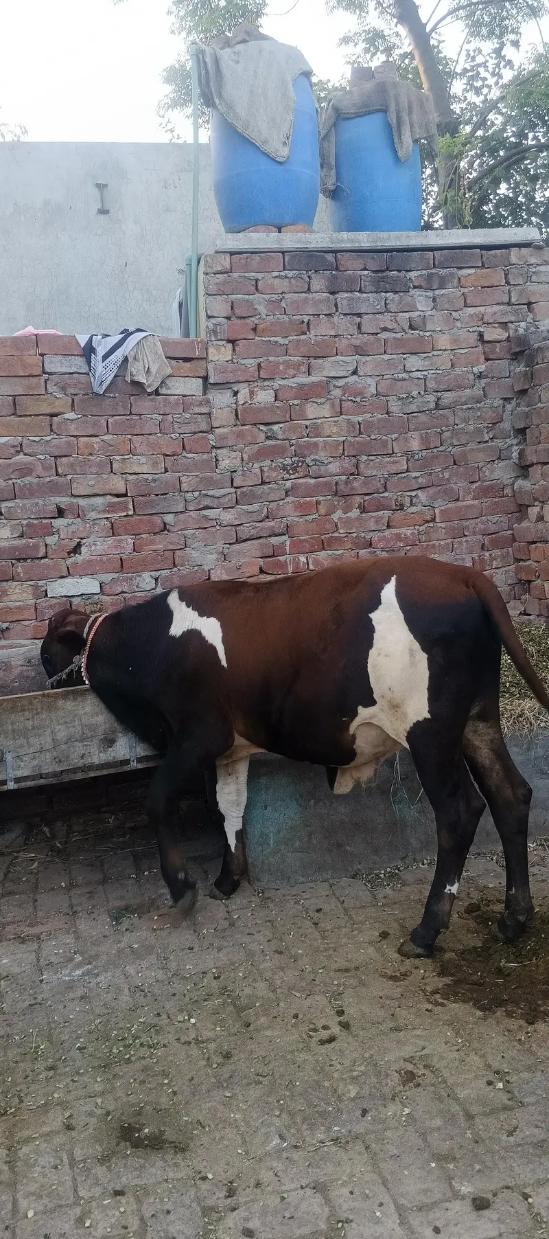 healthy vacha for sale ghr ka ha . — photo 2
