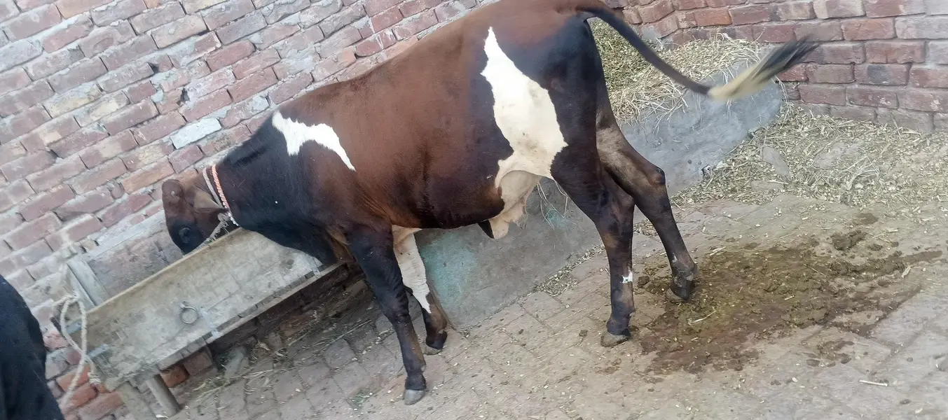 healthy vacha for sale ghr ka ha . — photo 3