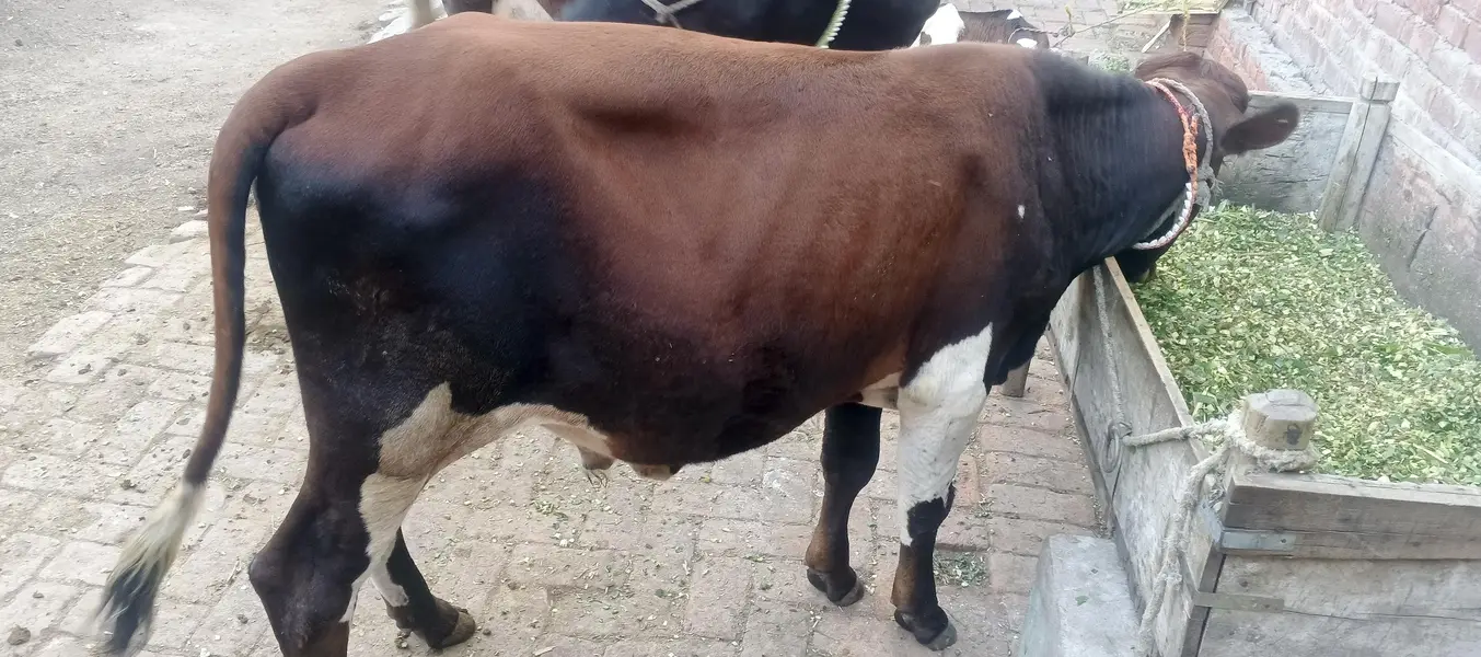 healthy vacha for sale ghr ka ha . — photo 4