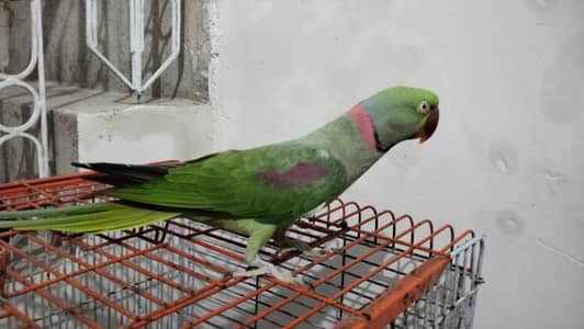 Parrot for Sale