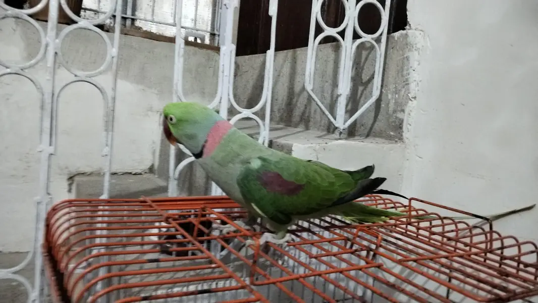 Parrot for Sale — photo 2