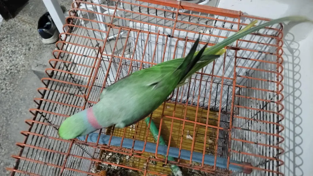 Parrot for Sale — photo 3