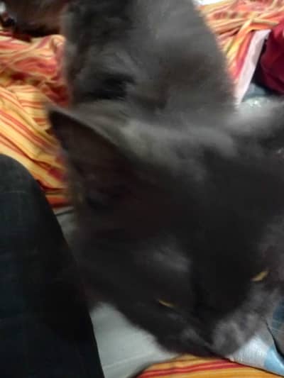 Persian cat