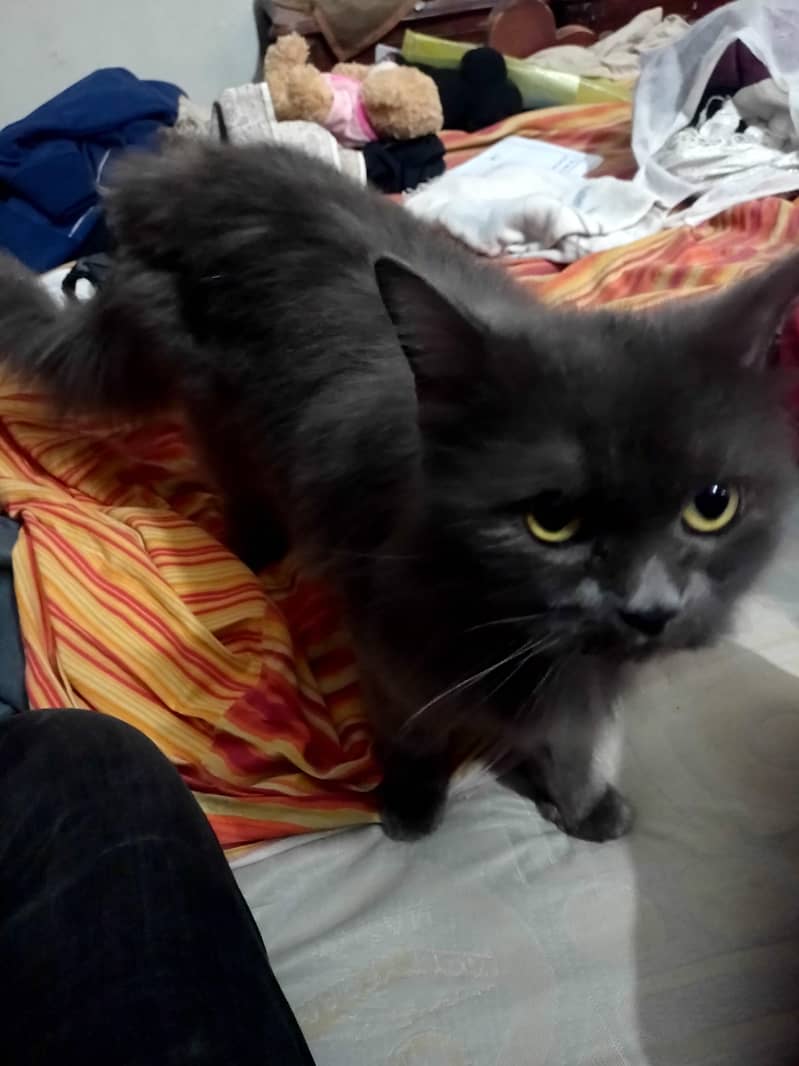 Persian cat 1