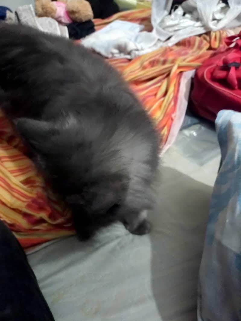 Persian cat 2