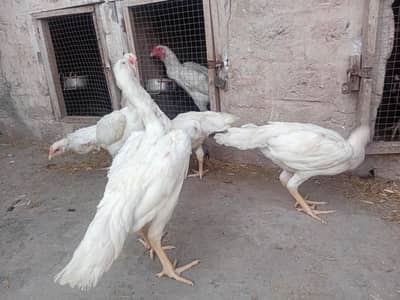 heera female or thai females