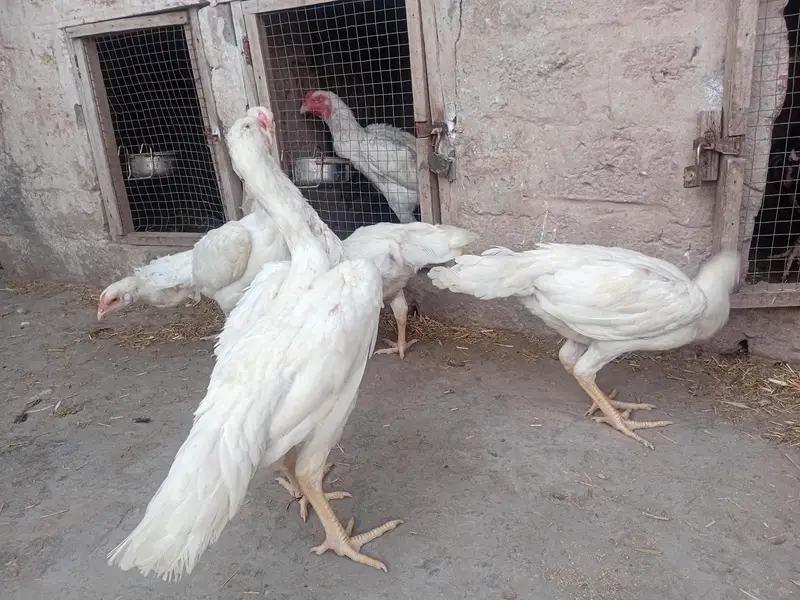 heera female or thai females