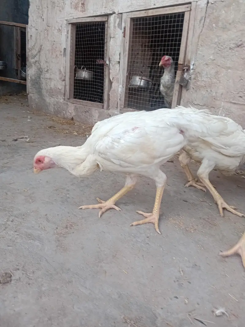 heera female or thai females — photo 4