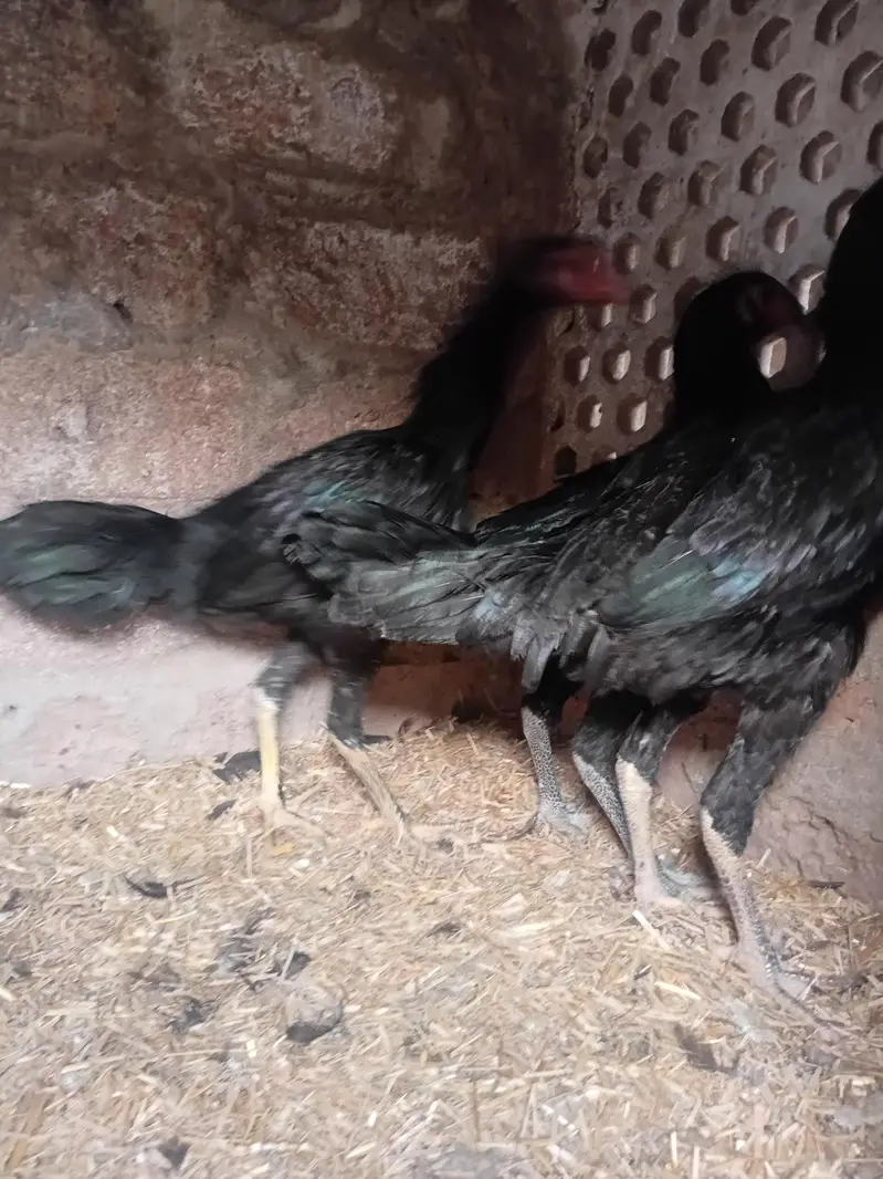 heera female or thai females — photo 11