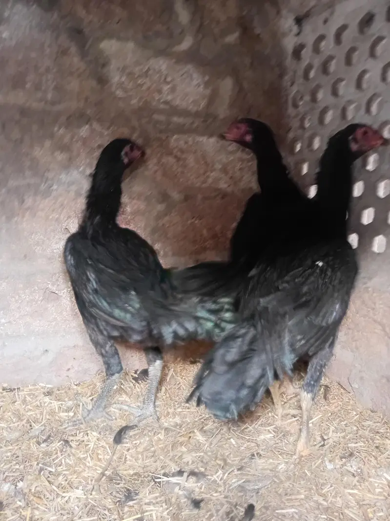 heera female or thai females — photo 12