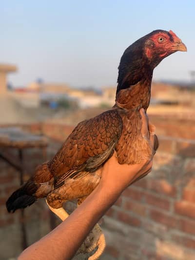 pure aseel female urgent sale without chicks