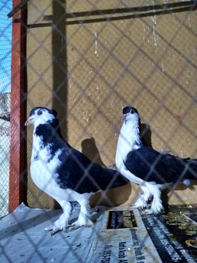 Black sharazi pigeon