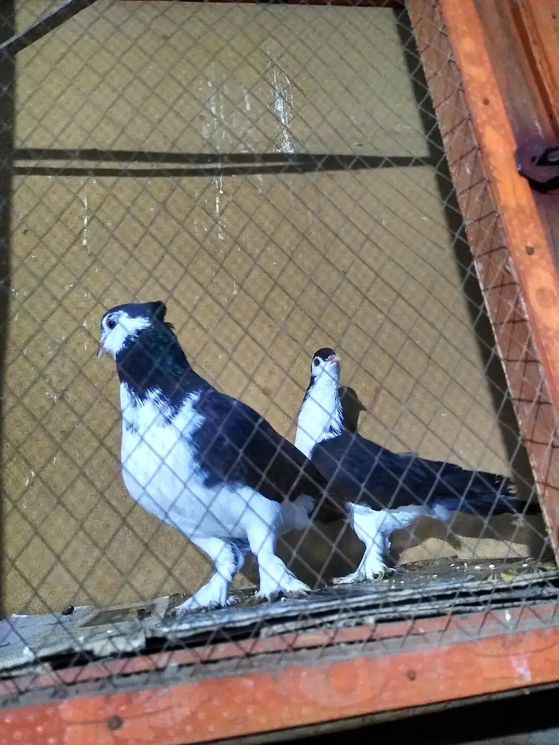 Black sharazi pigeon — photo 2