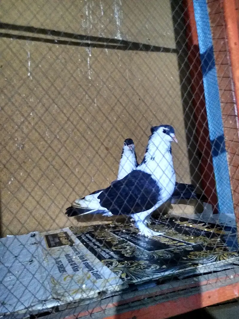 Black sharazi pigeon — photo 3