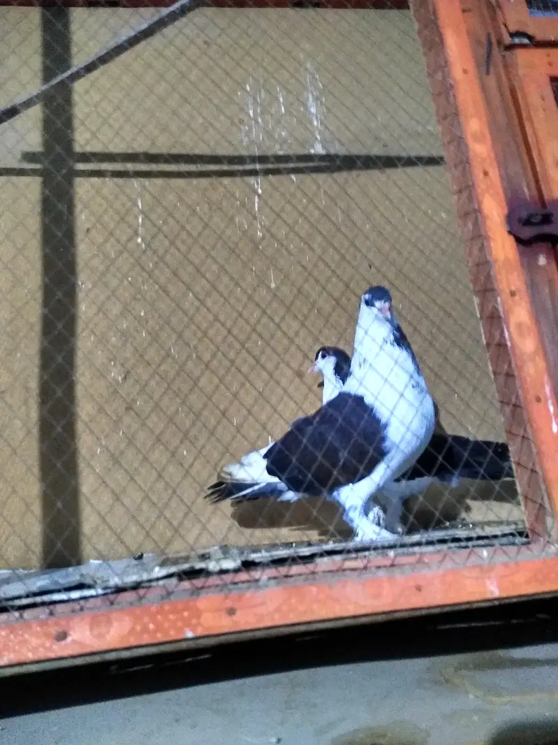 Black sharazi pigeon — photo 4