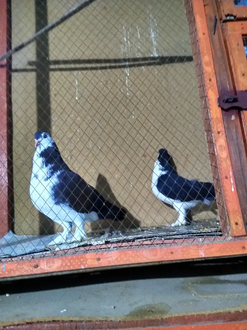 Black sharazi pigeon — photo 5