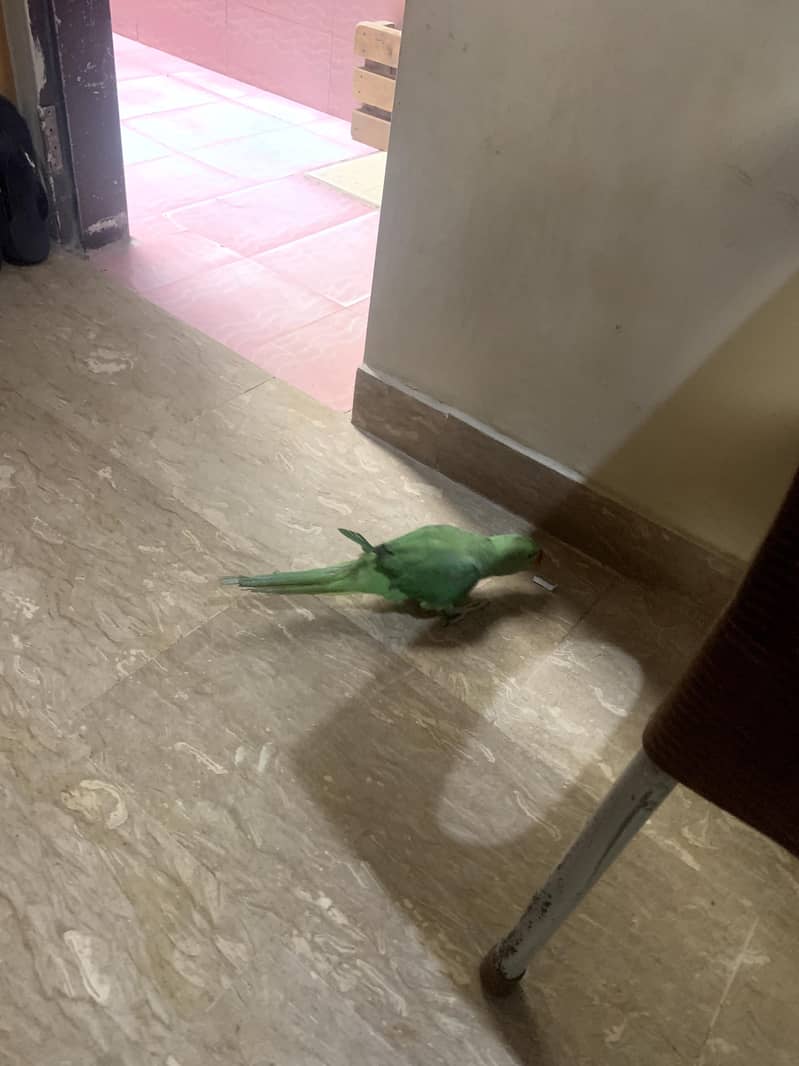 Raw parrot 0