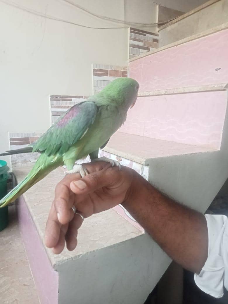 Raw parrot 1