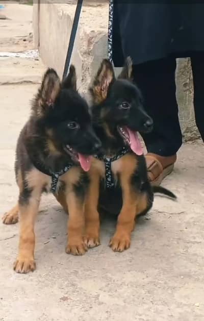 German Shepherd breed for sale mor WhatsApp0349/26/36/275
