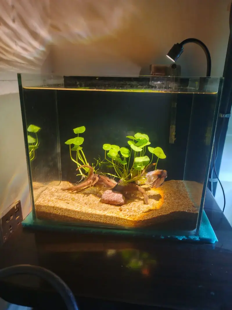 Fish aquarium for sale