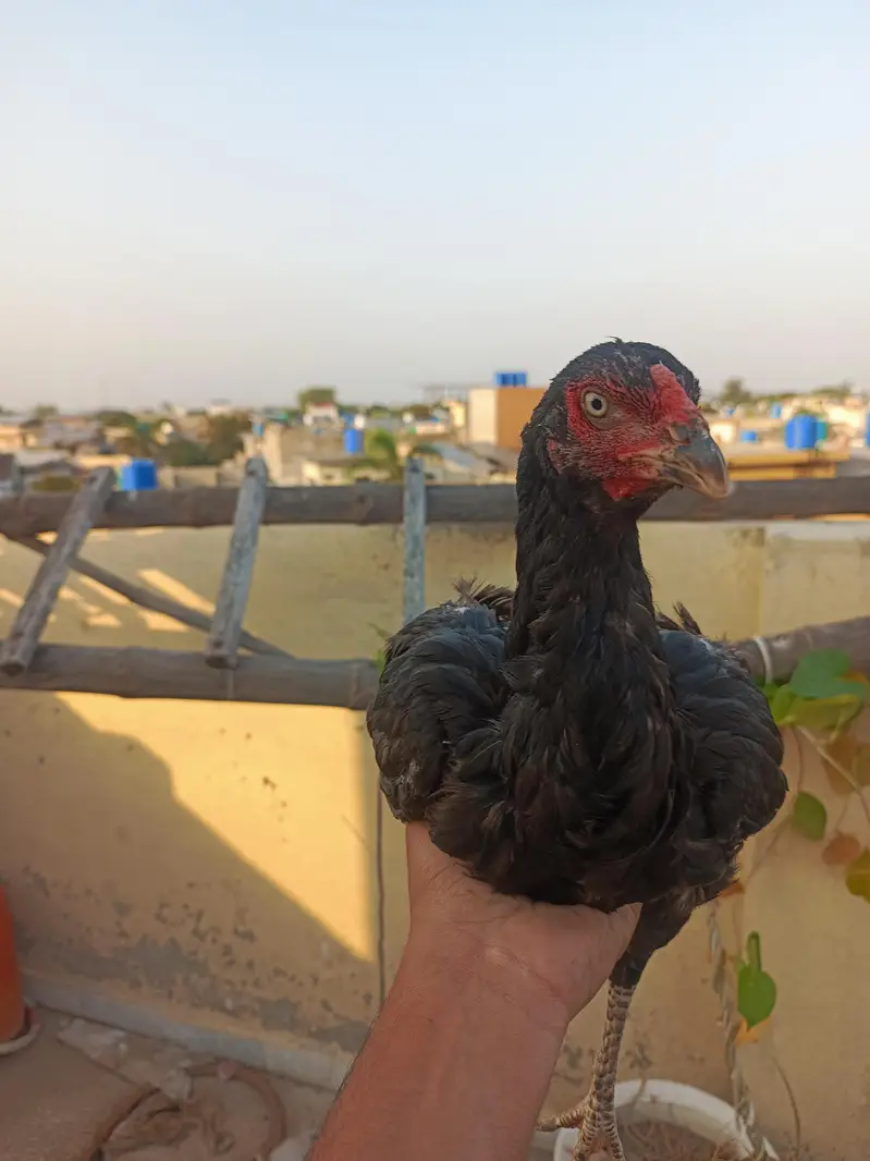 FINAL 5000 RS — photo 5