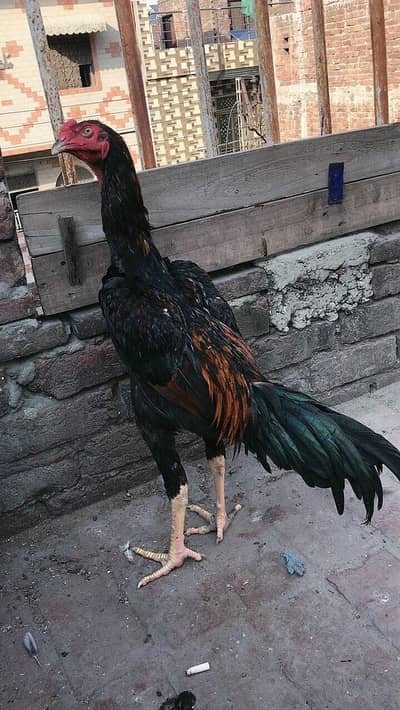 Aseel shamo active and mianwali female