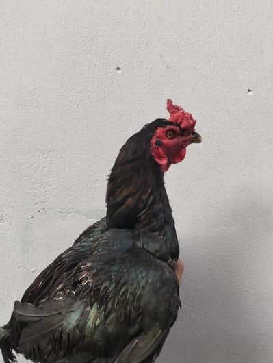 Breeder pakistani Aseel pair