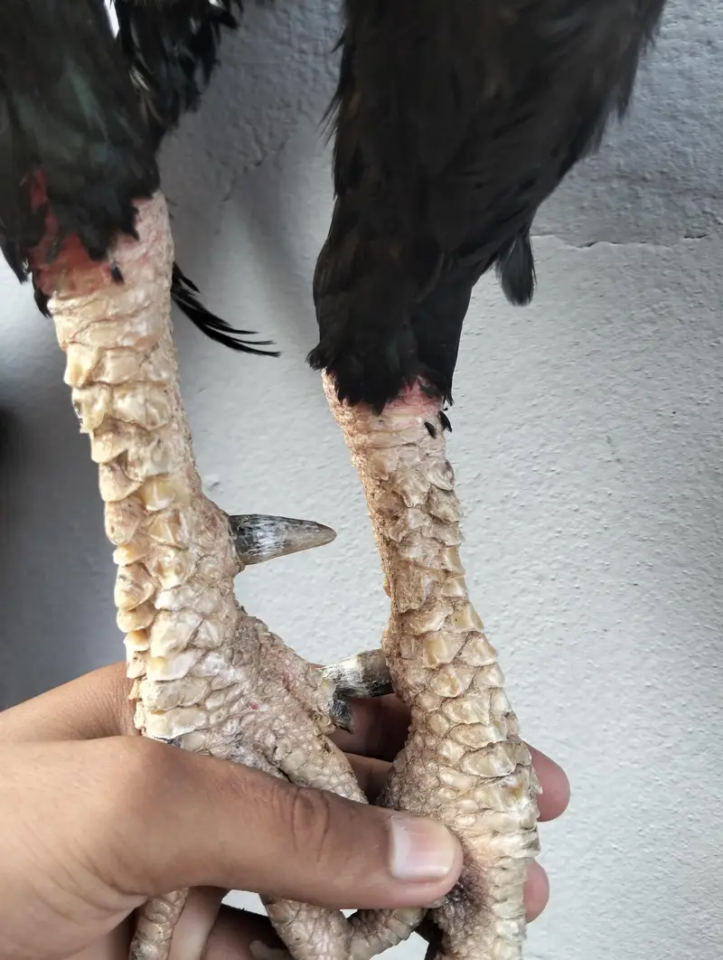 Breeder pakistani Aseel pair — photo 3