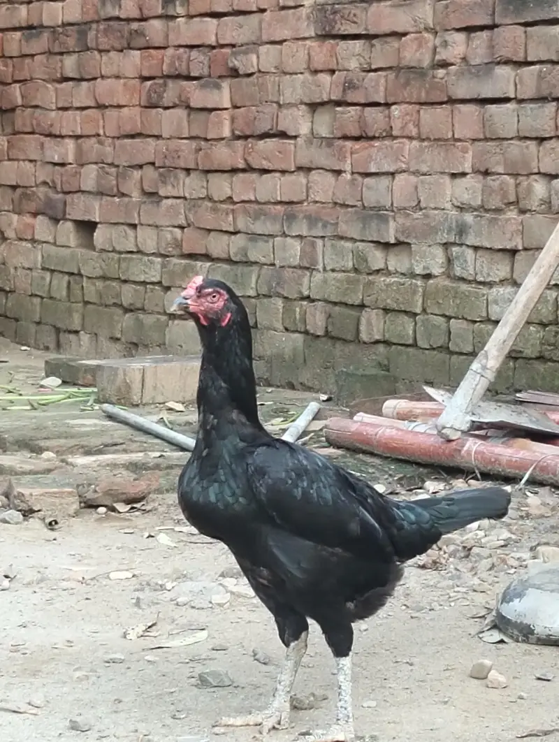 Breeder pakistani Aseel pair — photo 4