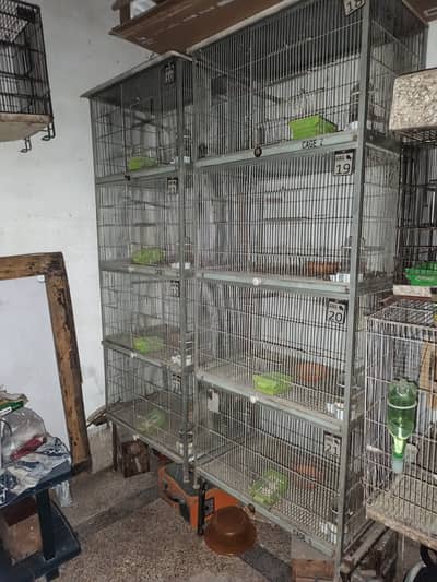 LIVEBIRS'S