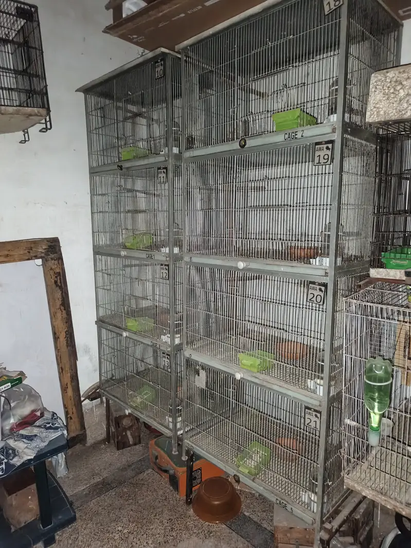 LIVEBIRS'S