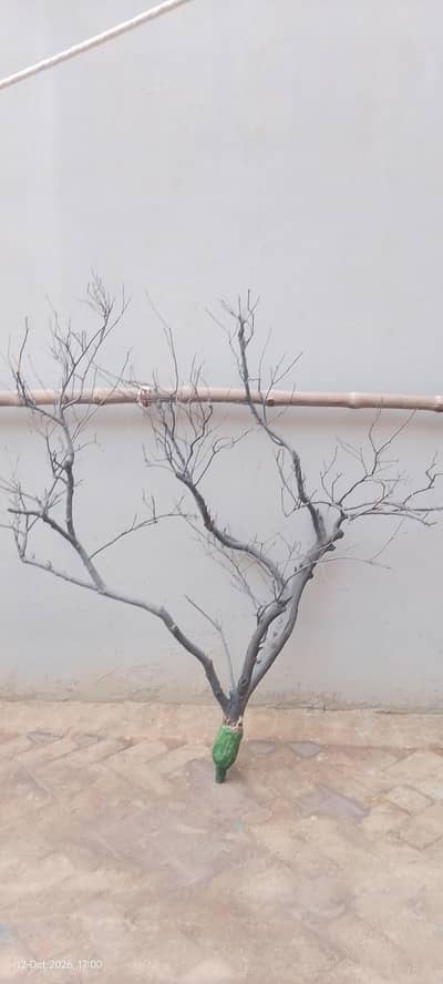 Decorative Dry Tree for Home, Office & Event Decoration