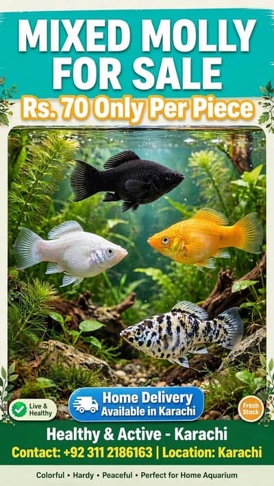 Mixed Guppies Rs 50 Mixed molly Rs 70  Mixed molly Rs 70  Available